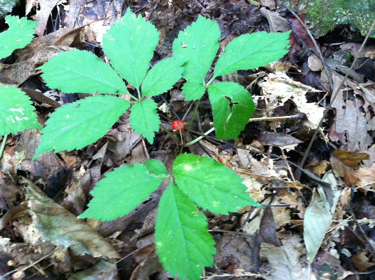 Ginseng Pic to the Homesteading Today Forum and Community!